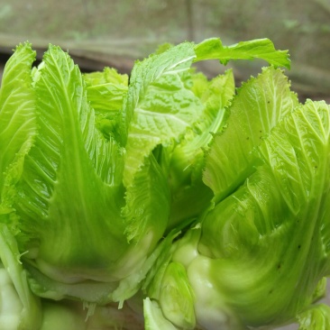 儿菜