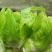 儿菜