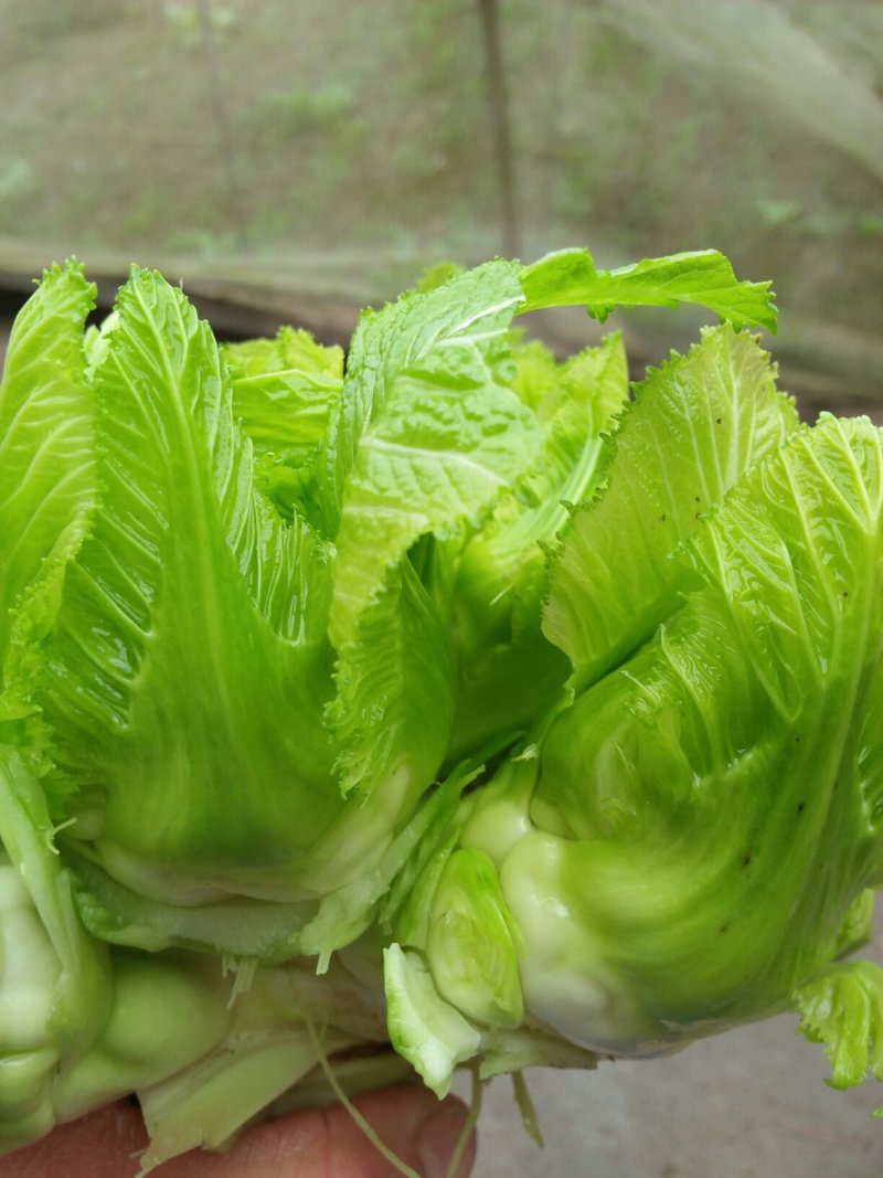儿菜