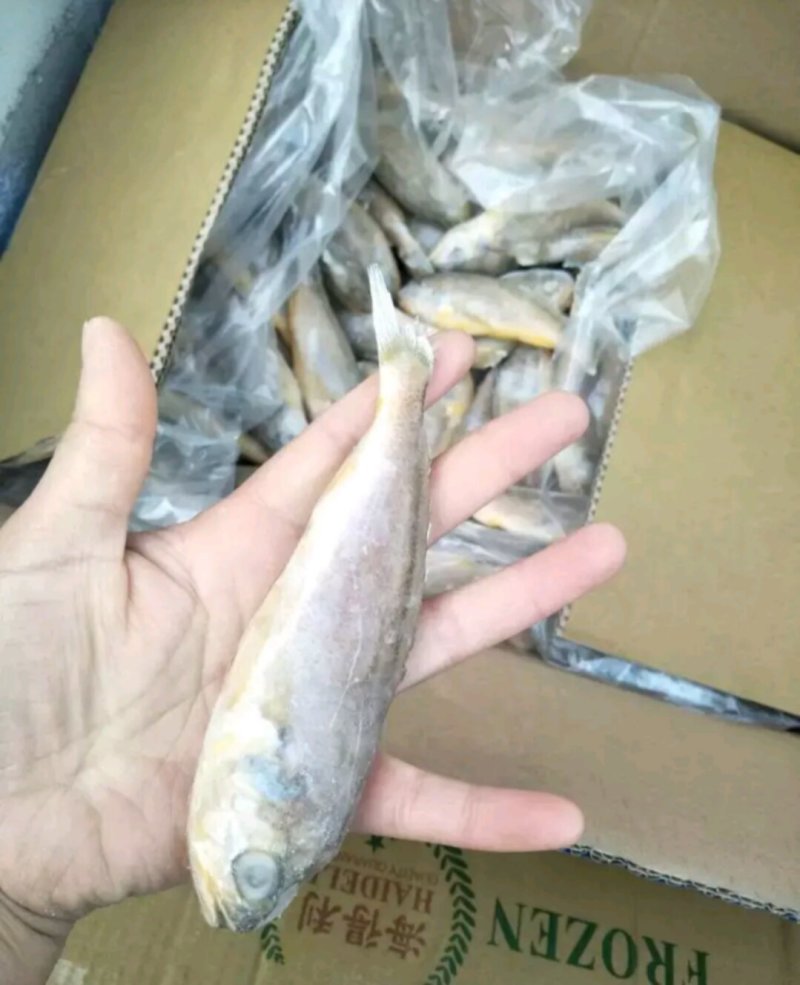 鲅鱼烤虾对虾北极甜虾带鱼爪虾狗虾
