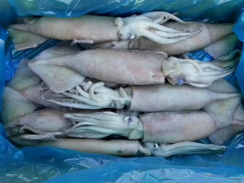 鲅鱼烤虾对虾北极甜虾带鱼爪虾狗虾