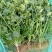 中叶香菜大量上市供应物美价廉
