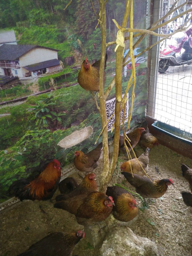 果园散养土鸡果园直供