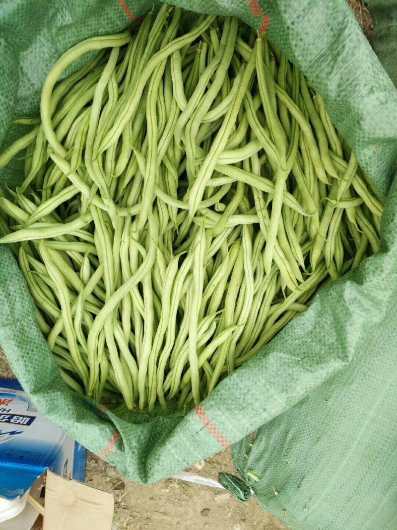 精品扁豆精品无筋豆价格不高看中私聊