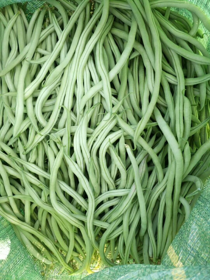 精品扁豆精品无筋豆价格不高看中私聊