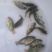 罗非鱼苗（海南一号）生长速度快、抗病历强、好运输