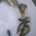 罗非鱼苗（海南一号）生长速度快、抗病历强、好运输