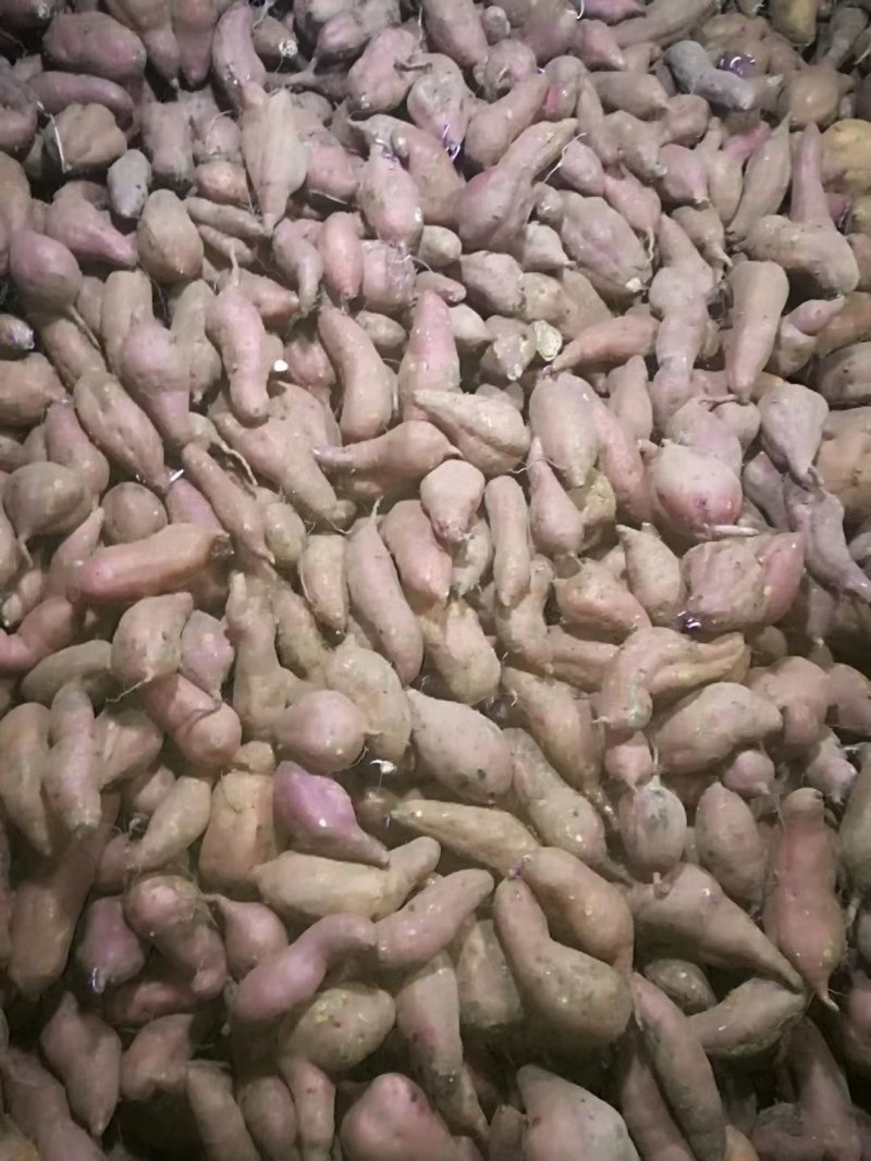 红薯白心4两以上，合作共赢