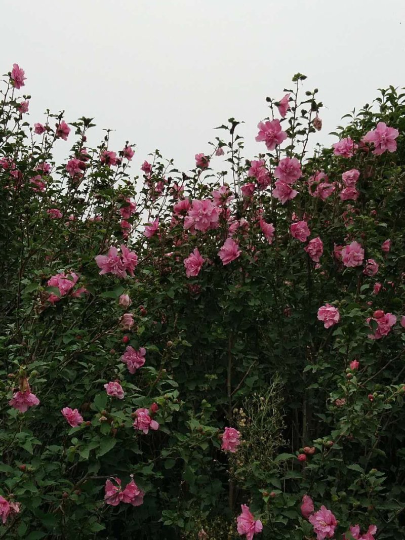 红花木茎