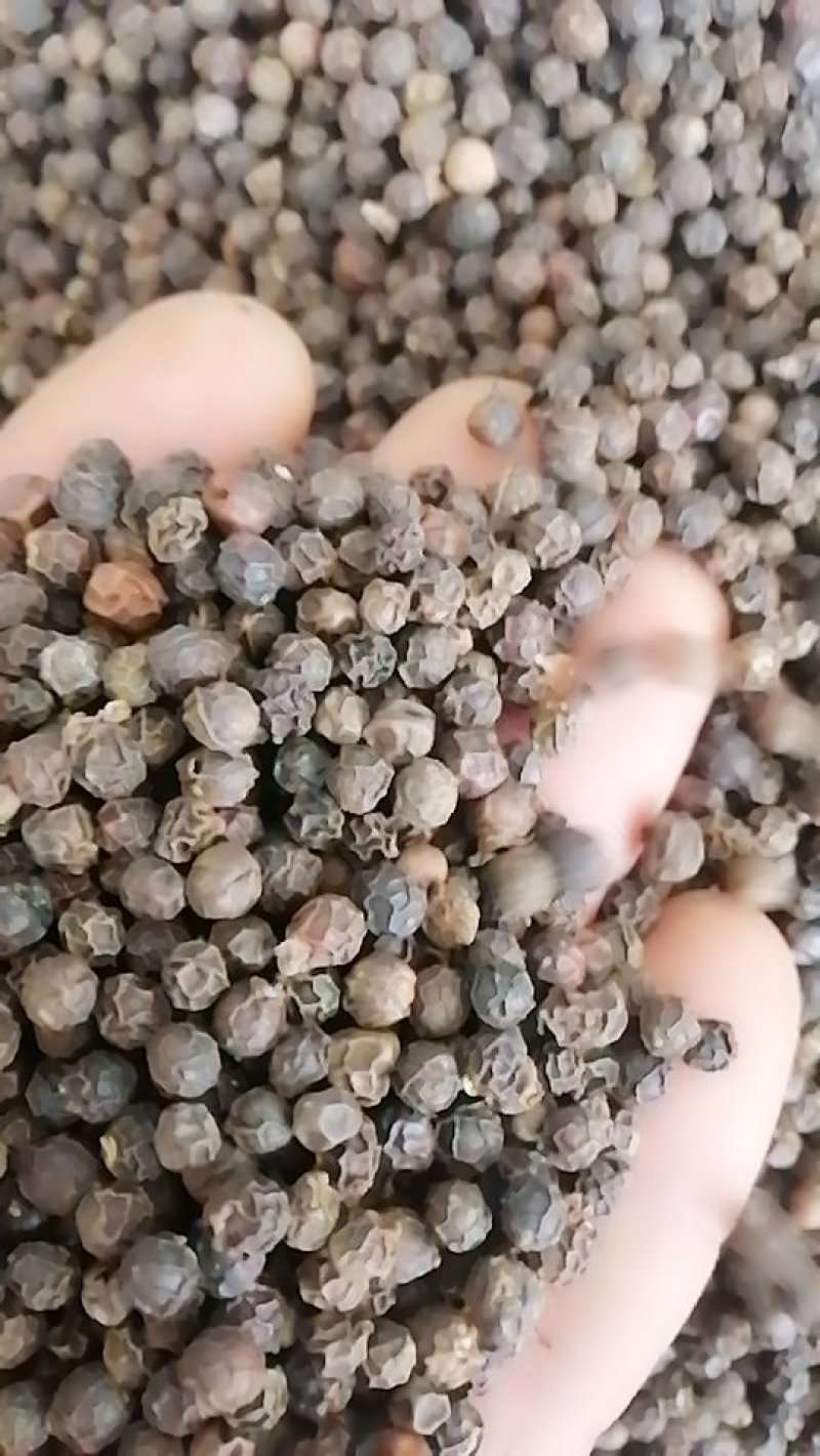 黑胡椒