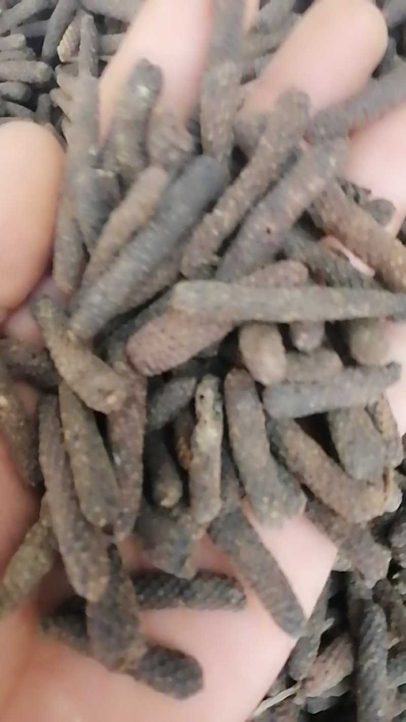 大毕卜，