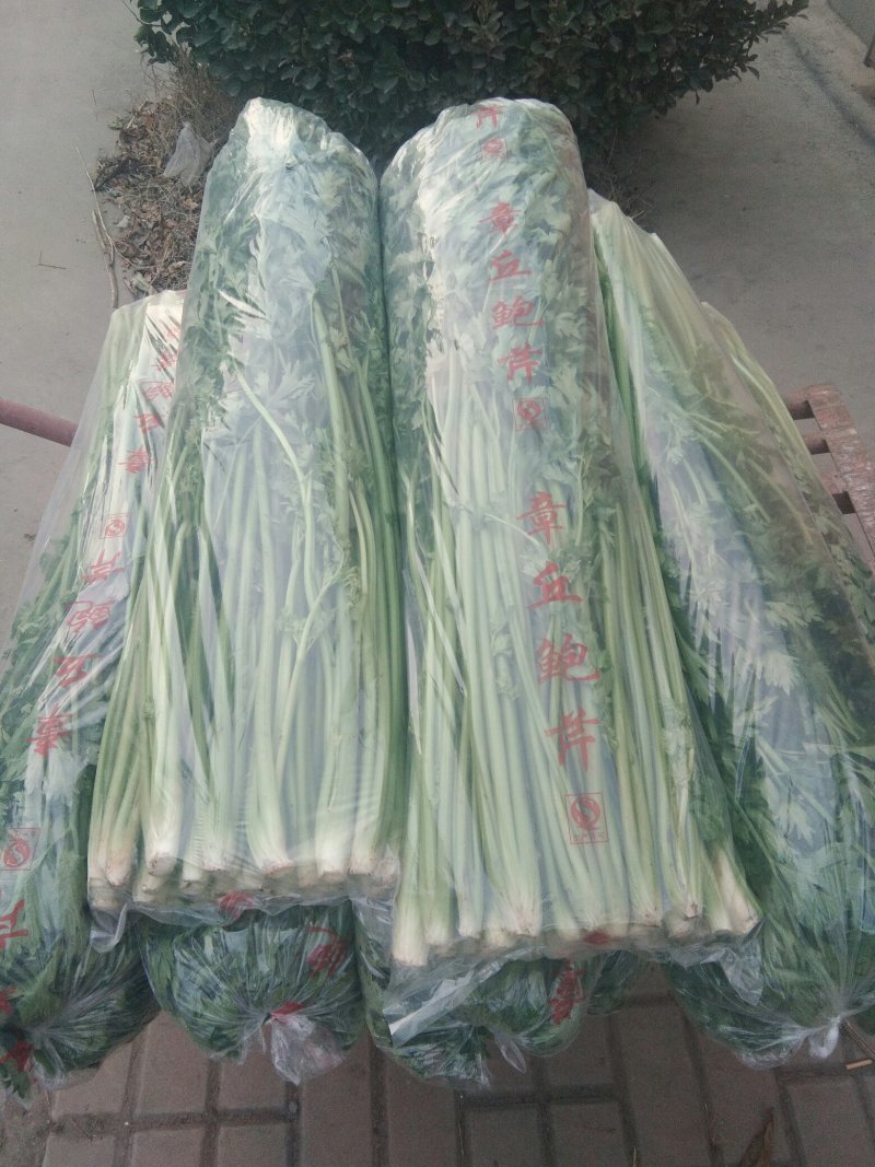 章丘鲍芹，芹芽，精芹无丝无渣，脆甜可口，营养丰富，量大从优