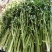 章丘鲍芹，芹芽，精芹无丝无渣，脆甜可口，营养丰富，量大从优