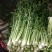 章丘鲍芹，芹芽，精芹无丝无渣，脆甜可口，营养丰富，量大从优