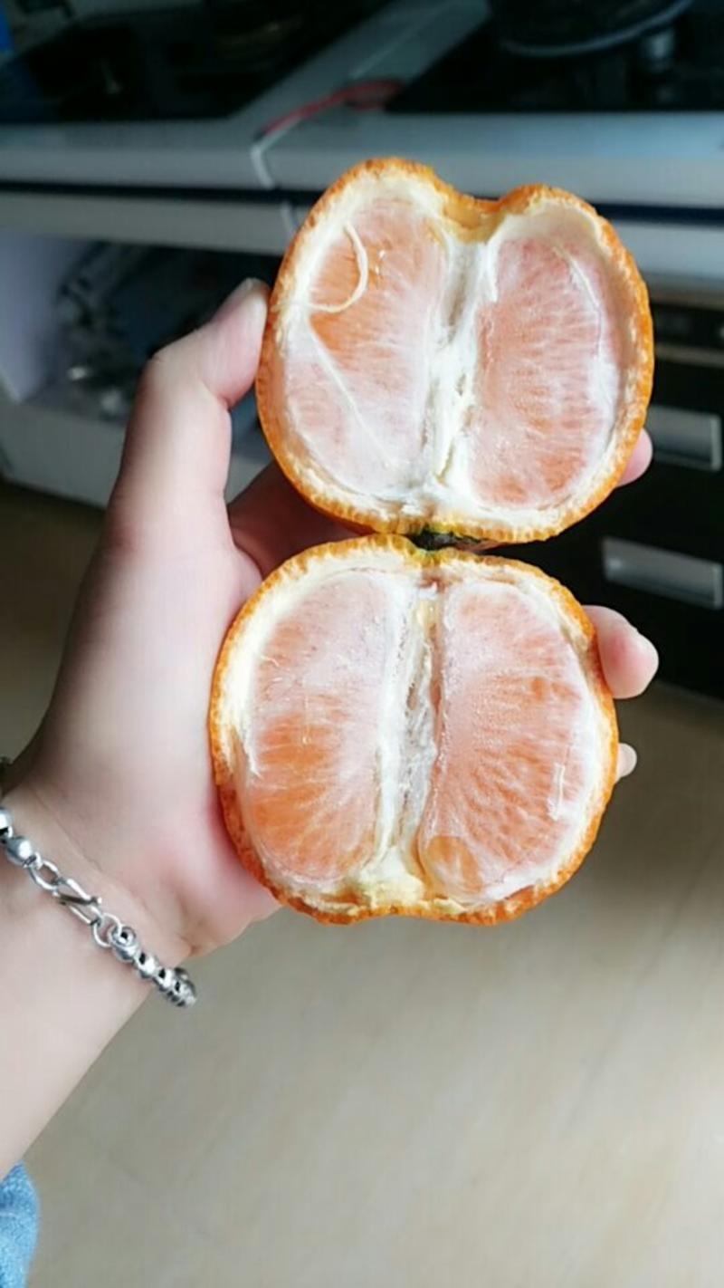 【热销】福建柑橘焦柑果肉多汁产地直发批发量大从优