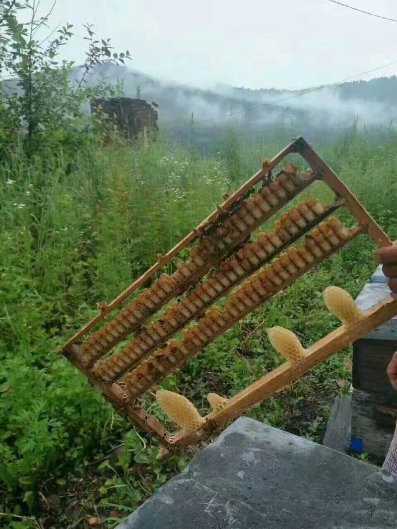 蜂蜜花粉蜂王浆批发
