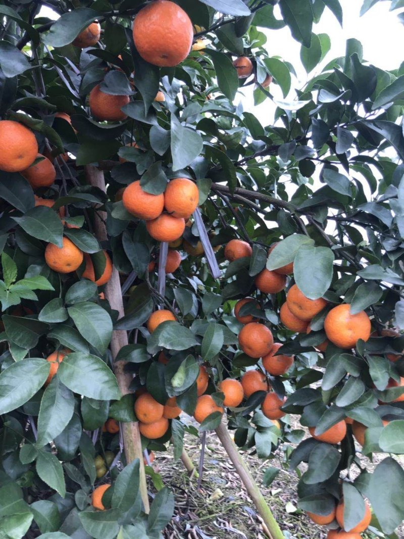 靓沙糖桔