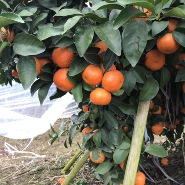 靓沙糖桔