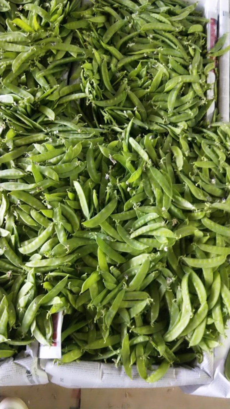 荷兰豆夹豆