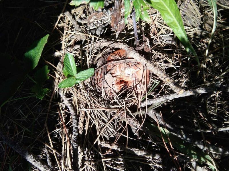 纯野生红蘑