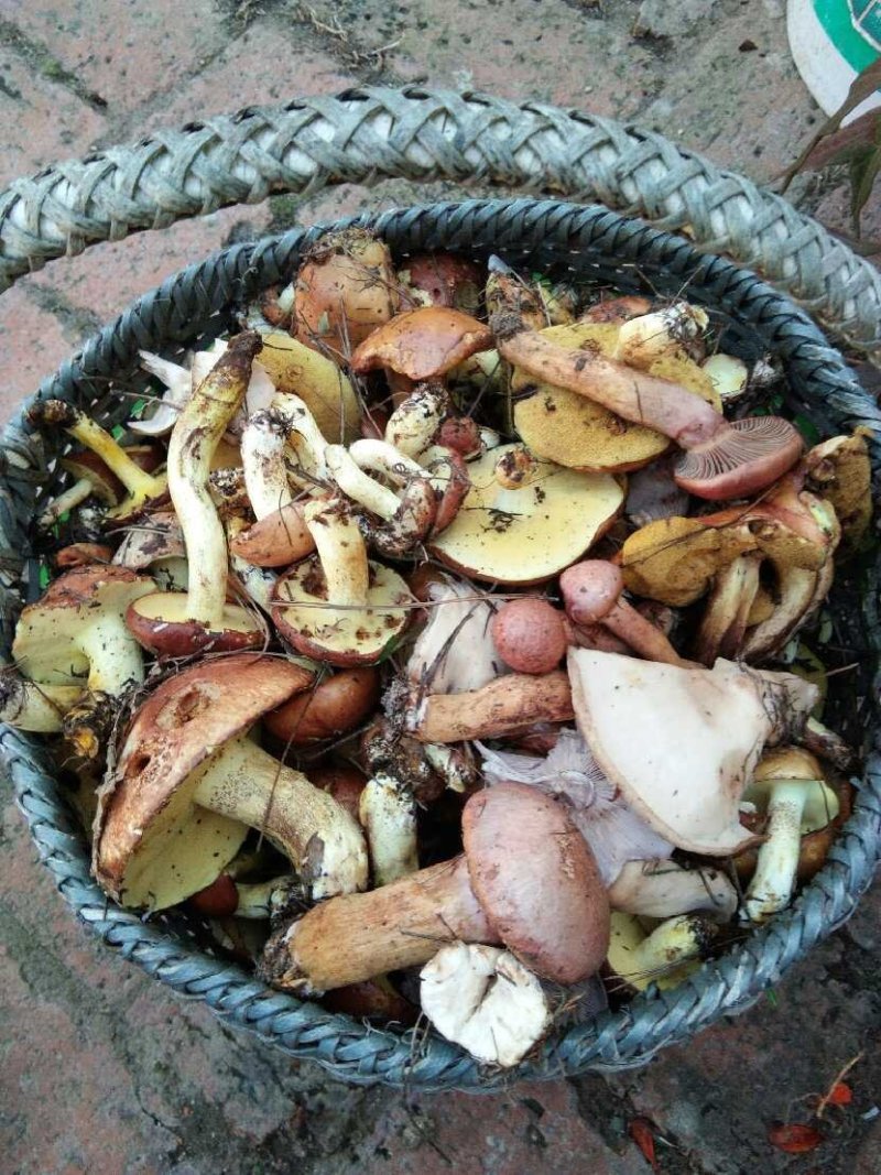 纯野生红蘑