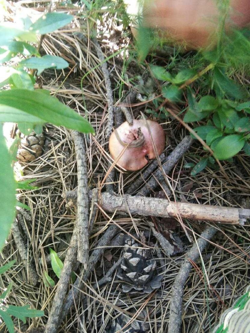 纯野生红蘑