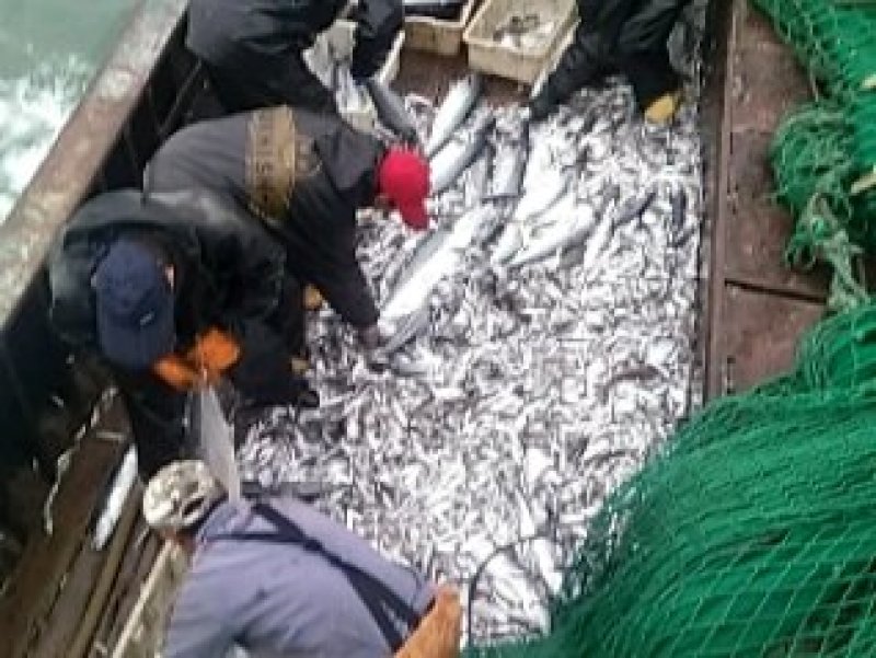 黄海刀鱼3-4.4-6.6-8