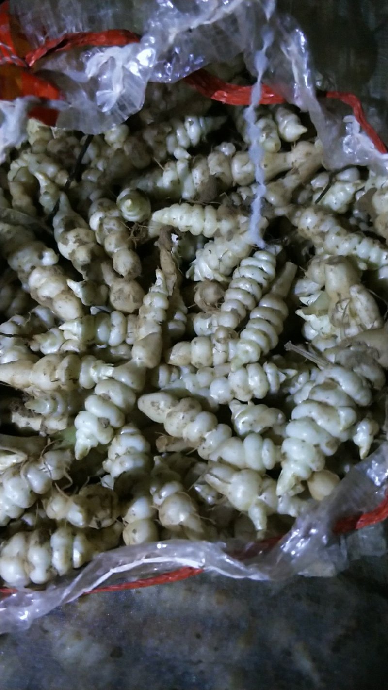 螺丝菜
