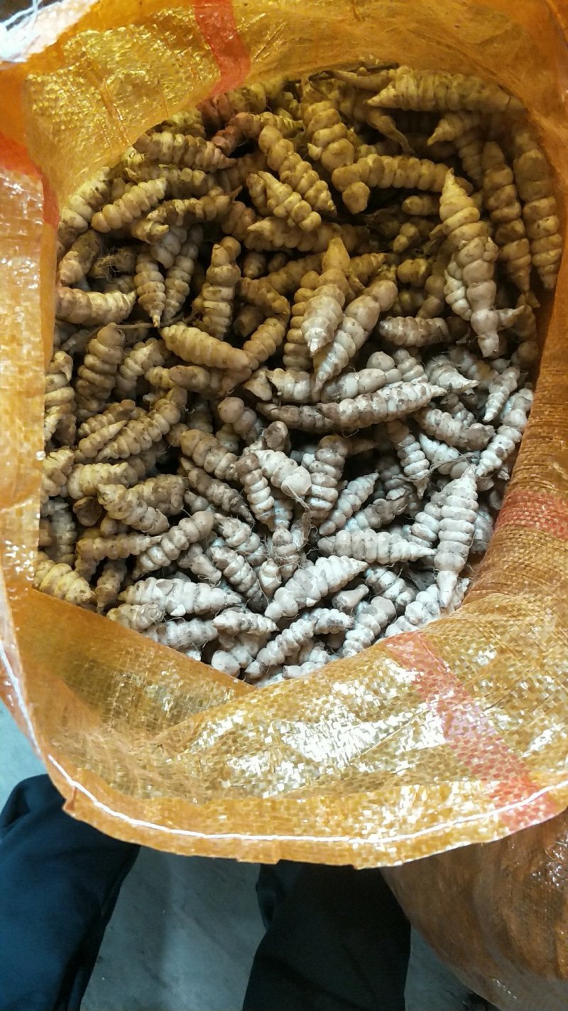 螺丝菜