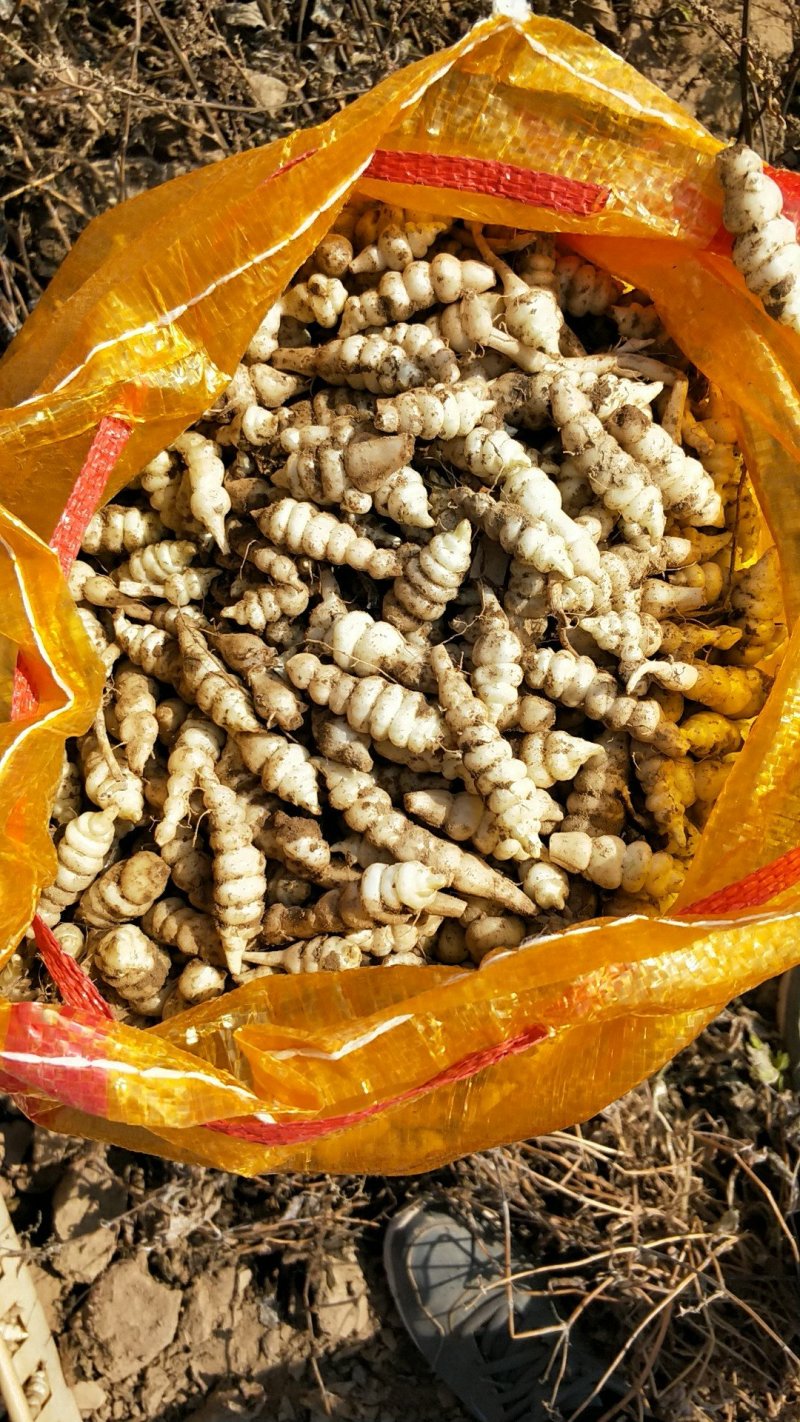 螺丝菜