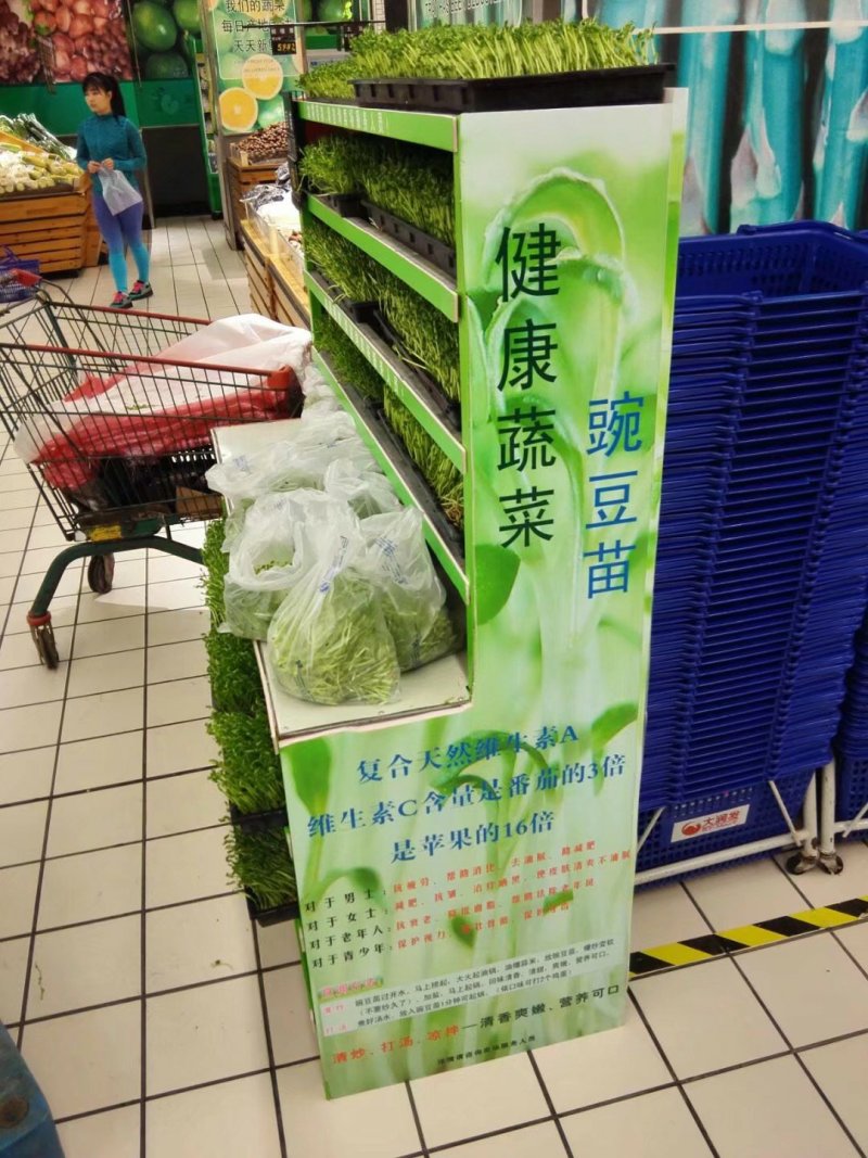无土栽培豆苗