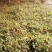金银花苗品种纯量大从优规格齐全沙土地黄土都可种植