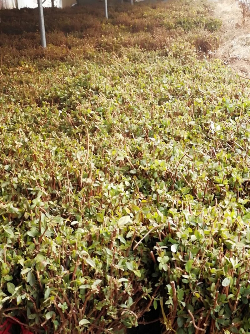 金银花苗品种纯量大从优规格齐全沙土地黄土都可种植