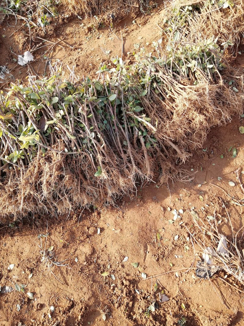 金银花苗品种纯量大从优规格齐全沙土地黄土都可种植