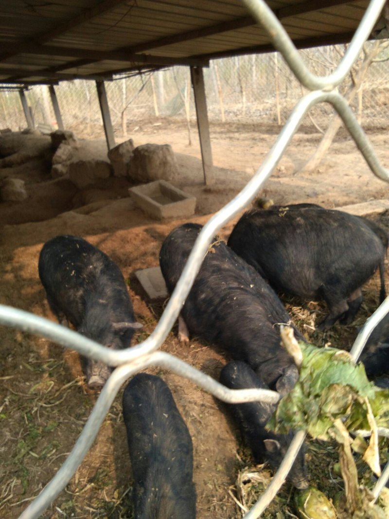 香猪繁育基地，出厂价供应。欢迎实地考察。