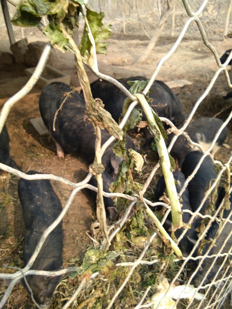 香猪繁育基地，出厂价供应。欢迎实地考察。