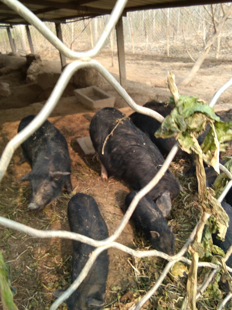 香猪繁育基地，出厂价供应。欢迎实地考察。