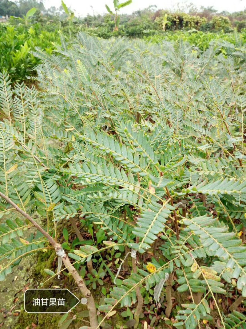 余甘果树苗大玉余甘果苗营养杯苗