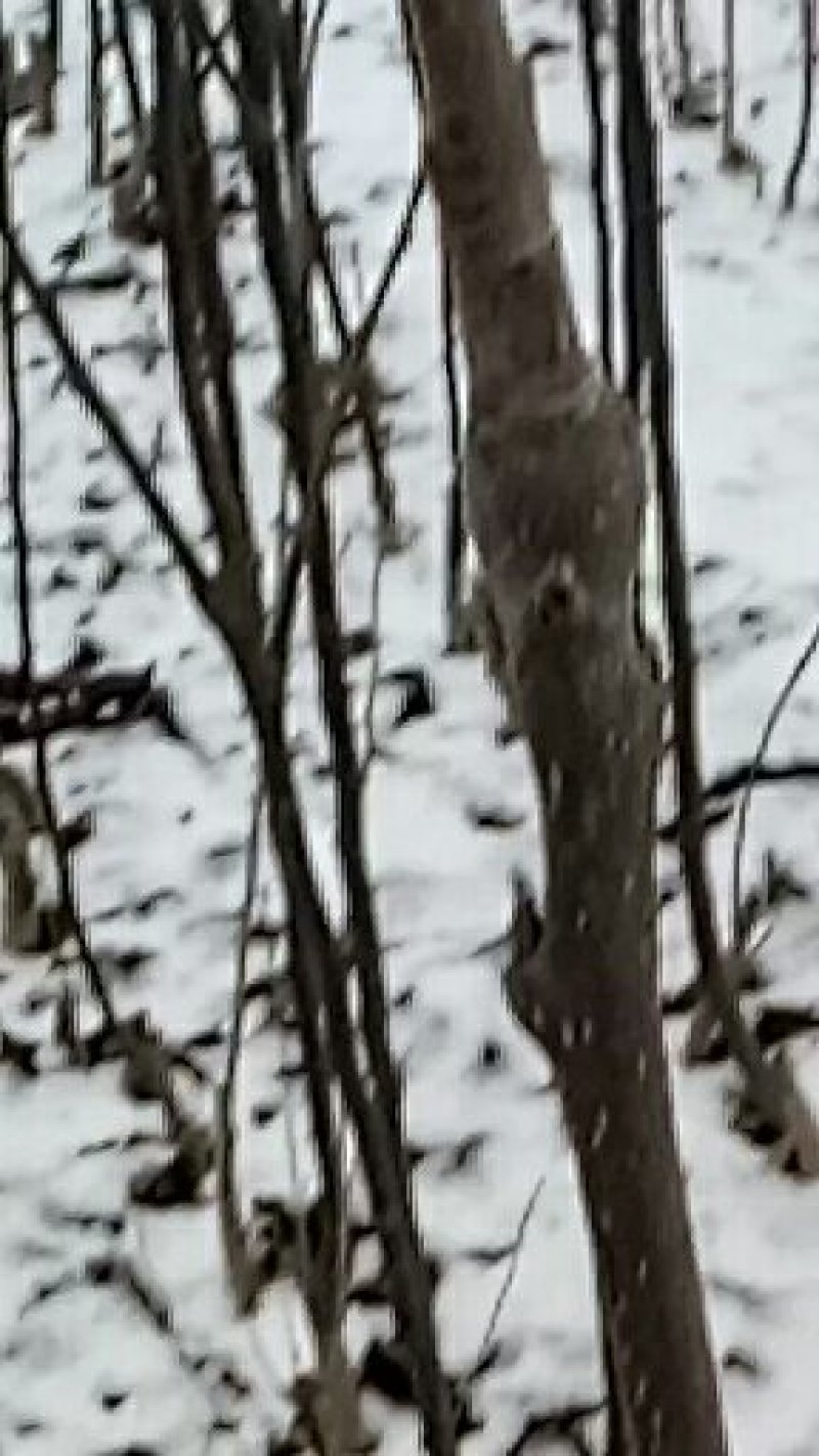 临沂浩森苗木王云峰培育占地桃树苗，晚熟桃树苗，木瓜海棠苗