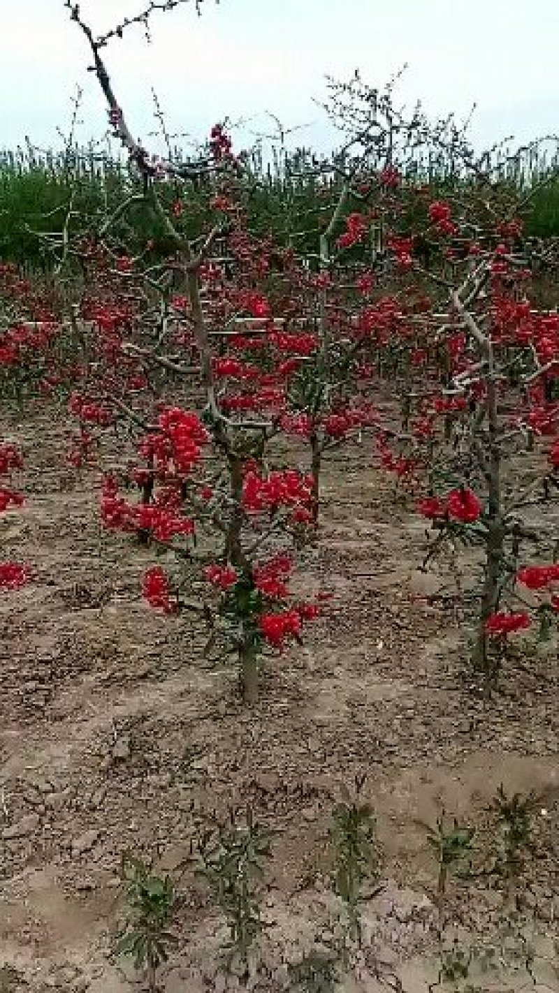 临沂浩森苗木王云峰培育占地桃树苗，晚熟桃树苗，木瓜海棠苗