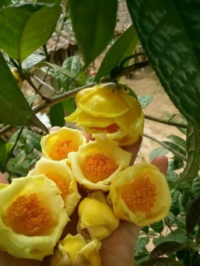 热卖金花茶苗特价金花茶优选金花茶苗