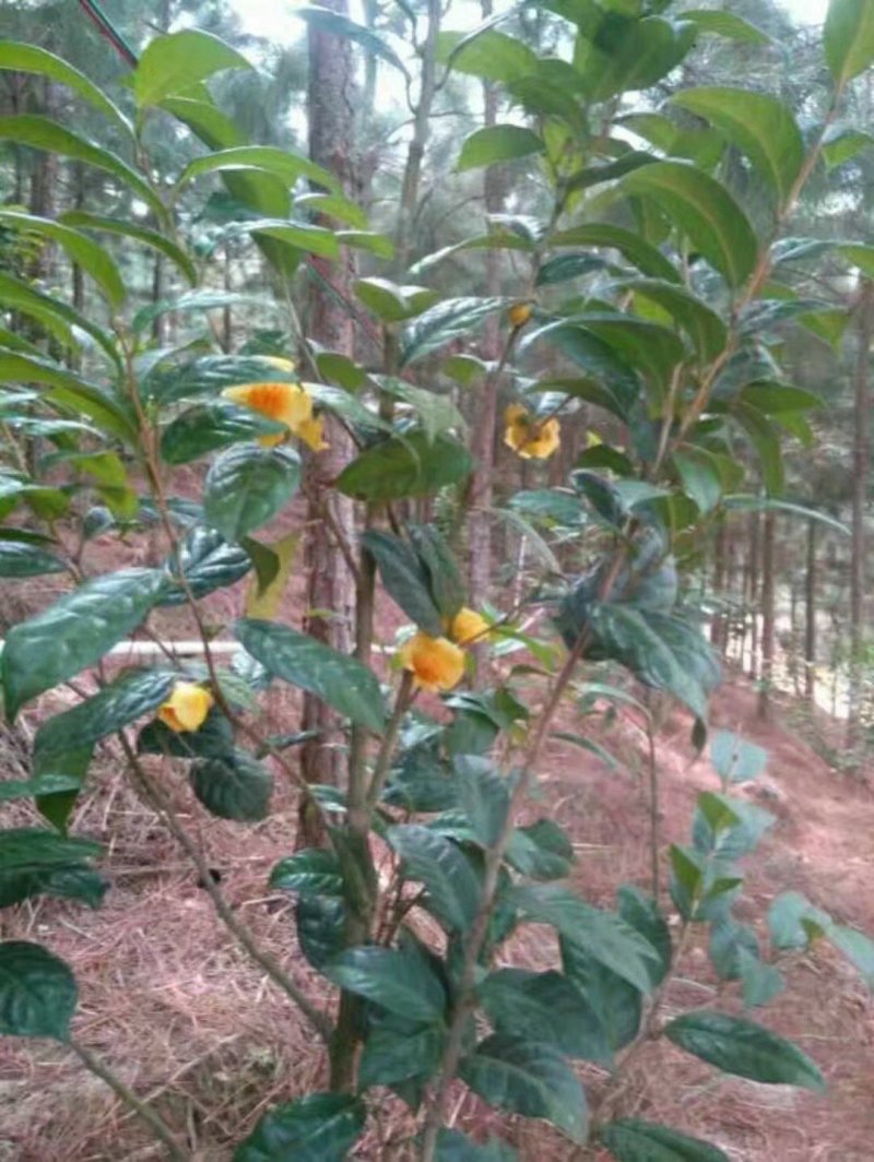 热卖金花茶苗特价金花茶优选金花茶苗