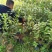 热卖金花茶苗特价金花茶优选金花茶苗