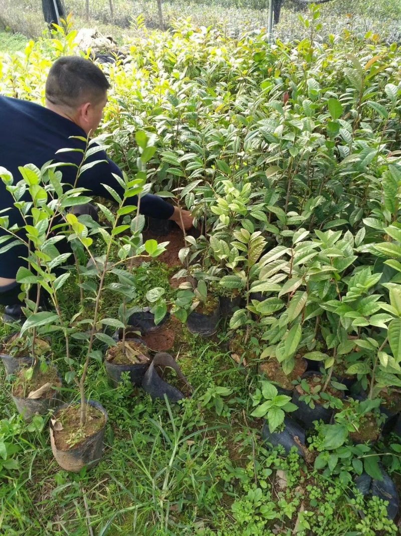 热卖金花茶苗特价金花茶优选金花茶苗