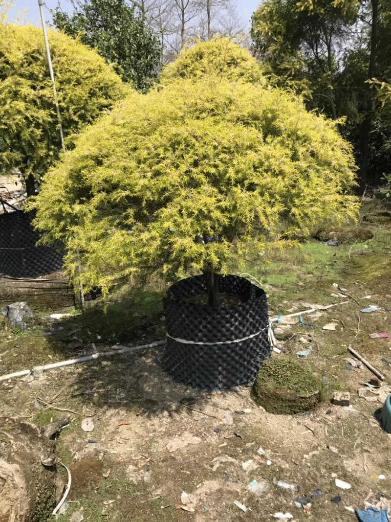 黄金宝树千层金高50-1米福建漳州闽景园艺场