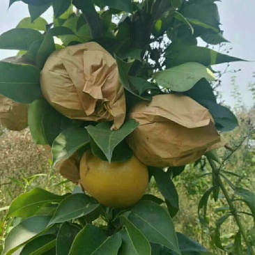临沂梨，临沂梨树苗，晚秋黄梨苗，金秋香梨苗