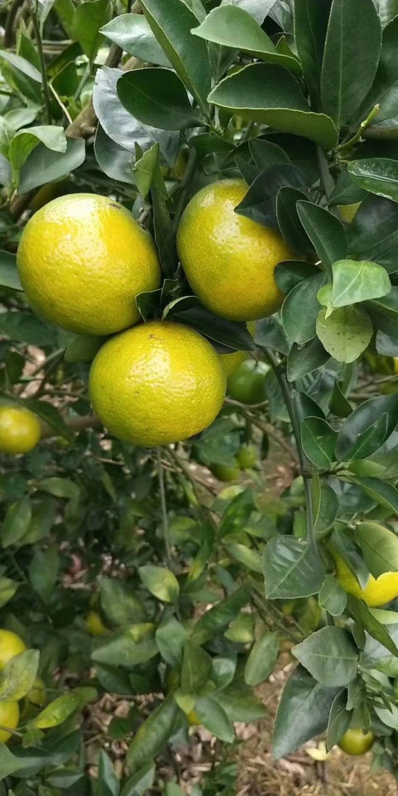 特价包邮皇帝柑苗2年靓苗热卖南北种植