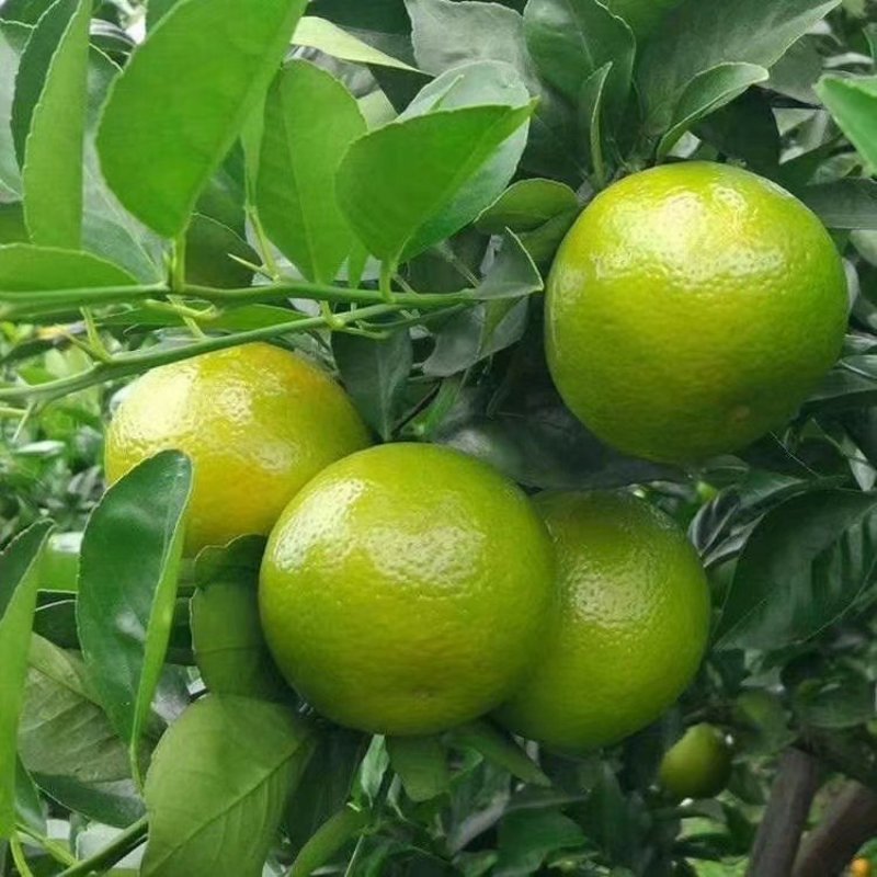 特价包邮皇帝柑苗2年靓苗热卖南北种植