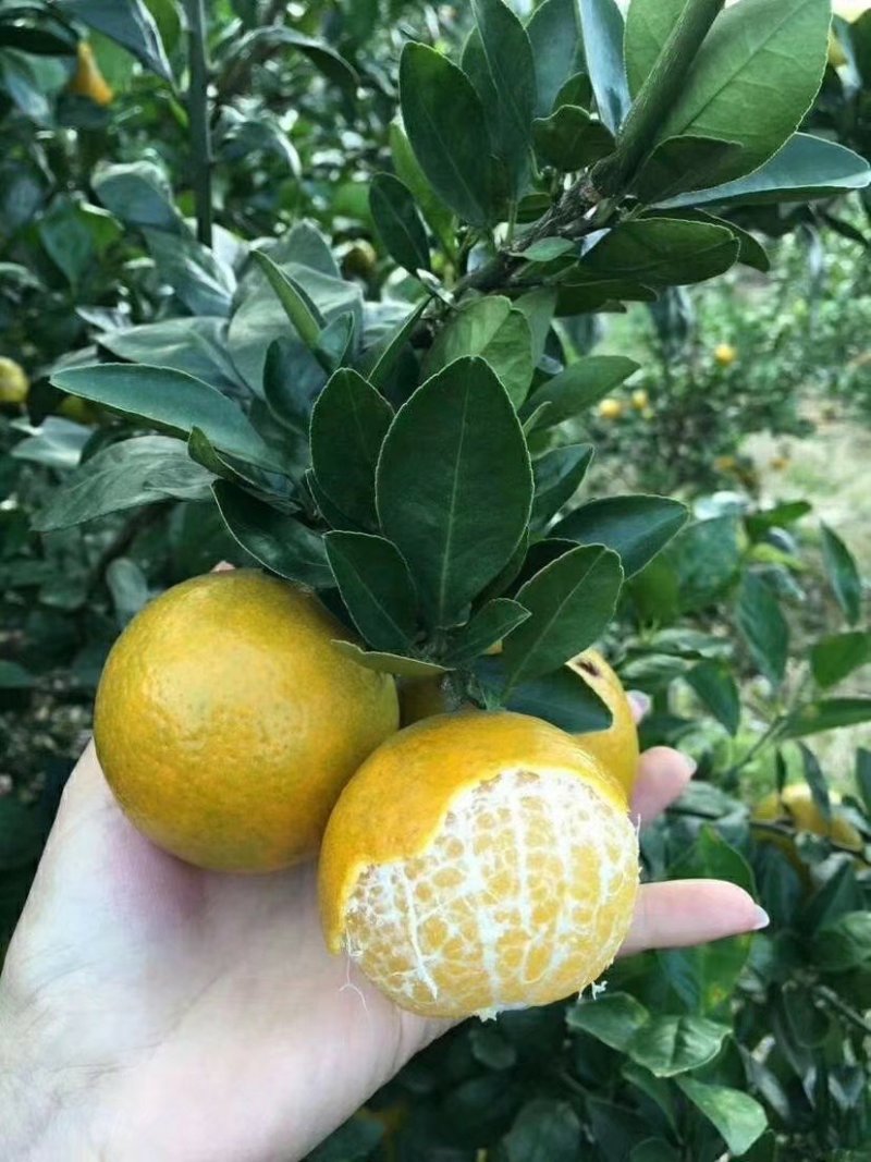 特价包邮皇帝柑苗2年靓苗热卖南北种植