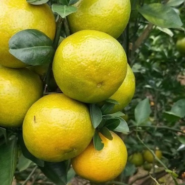 特价包邮皇帝柑苗2年靓苗热卖南北种植